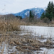Murnauer Moos  Murnauer Moos mit Blick zur Zugspitze : Murnauer Moos, Alpen, Murnau, Moosberg, Wasser, Moor, Köchel
