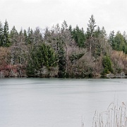 Moosbersee  Murnauer Moos : Murnauer Moos, Moosbergsee, Murnau, Moor, Landschaft, Natur, Renaturierung, Ufer, Winter, Köchel
