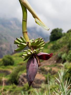 Madeira (14)