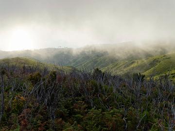 Madeira (3)