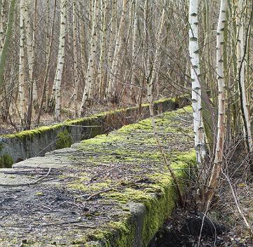 industriewald ruhrgebiet (12)