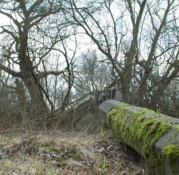 industriewald ruhrgebiet (4)