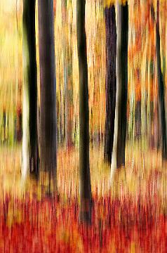 Wald abstrakt (14)