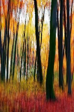 Wald abstrakt (15)