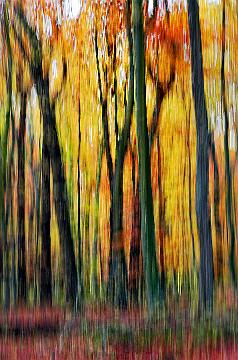 Wald abstrakt (16)