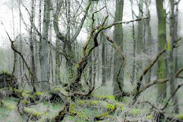 Bruchwald Hertener Mark , Hertener Mark